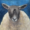 Three sheep framed