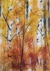 Silver Birch Trunks 1