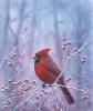 Northern Cardinal winter scene 