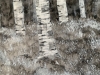 Aspens in Winter