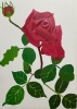 The Beauty (a crimson rose)