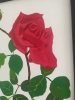 The Beauty (a crimson rose)