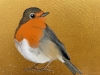 Robin Redbreast