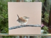 Jenny Wren 