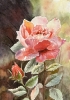 PEACH ROSE AND BUD  