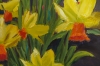 Jetfire Daffodils