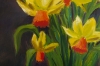 Jetfire Daffodils