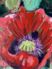 Field poppy