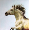 Run to the Sun – Original Horse Painting