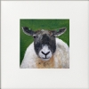 Three sheep framed