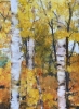Silver Birch trees 2