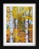 Silver Birch trees 2