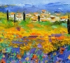 poppies in provence
