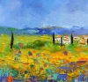 poppies in provence