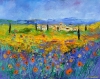 poppies in provence