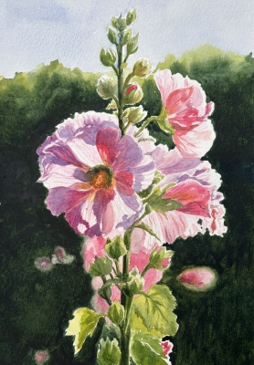 HOLLYHOCKS