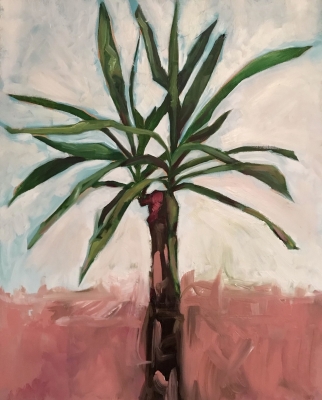 Yucca 