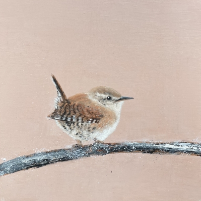 Jenny Wren 