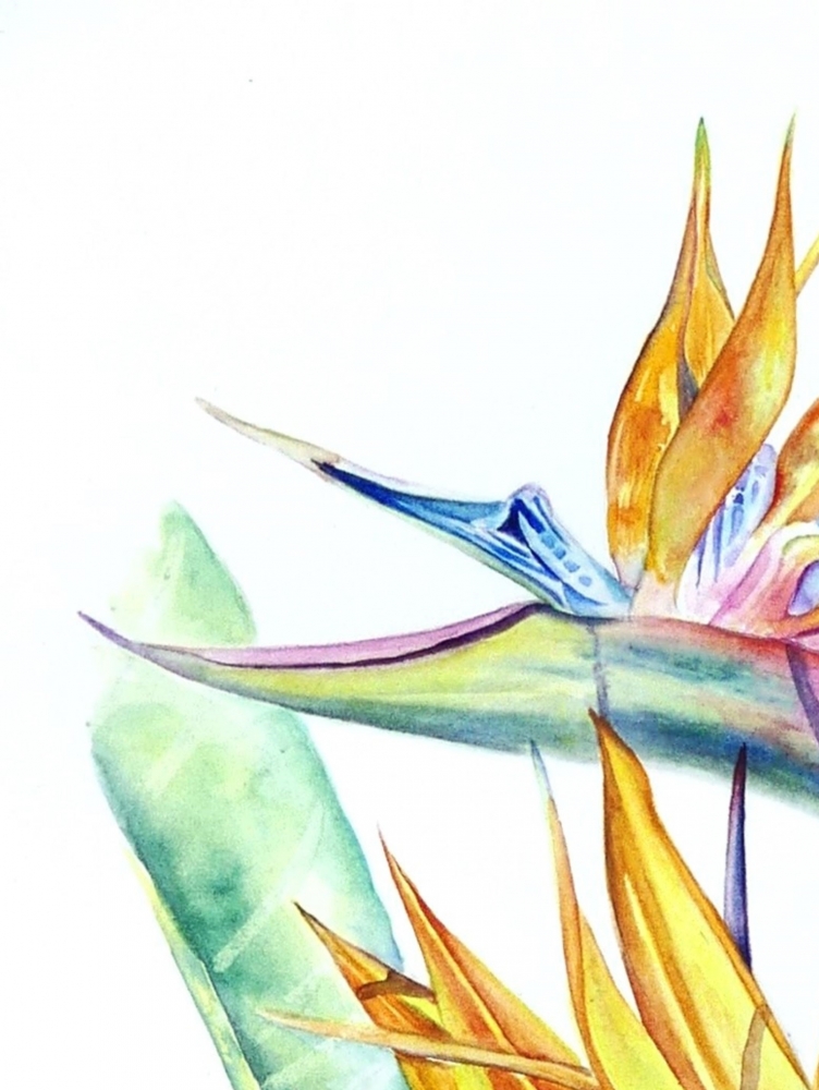 Bird Of Paradise Flowers