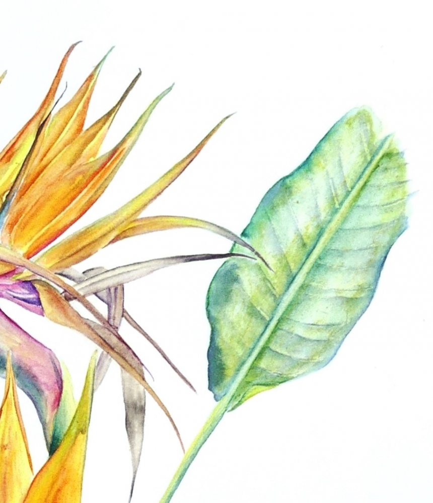 Bird Of Paradise Flowers