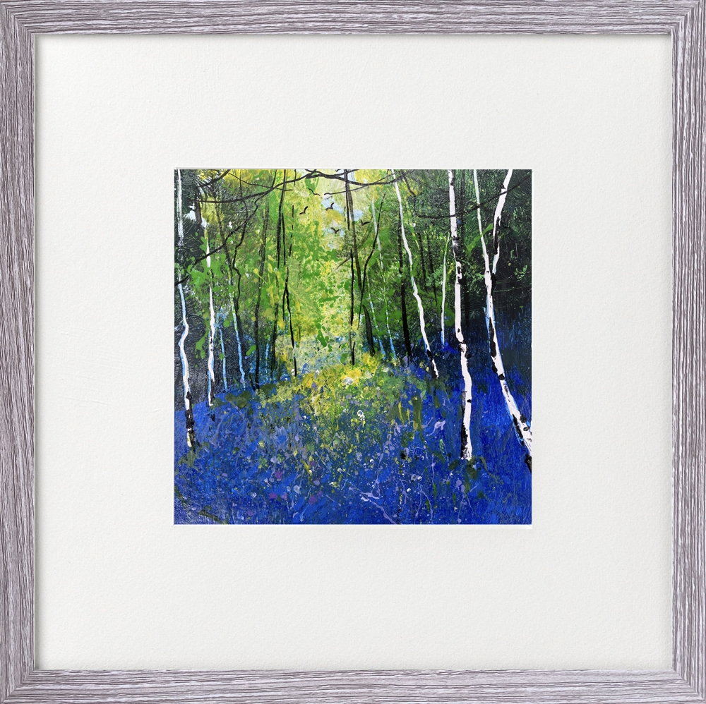 Bluebell Woods & birches