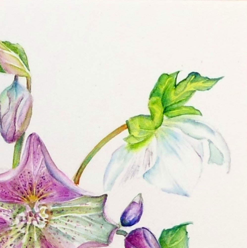 Hellebores - Christmas Rose