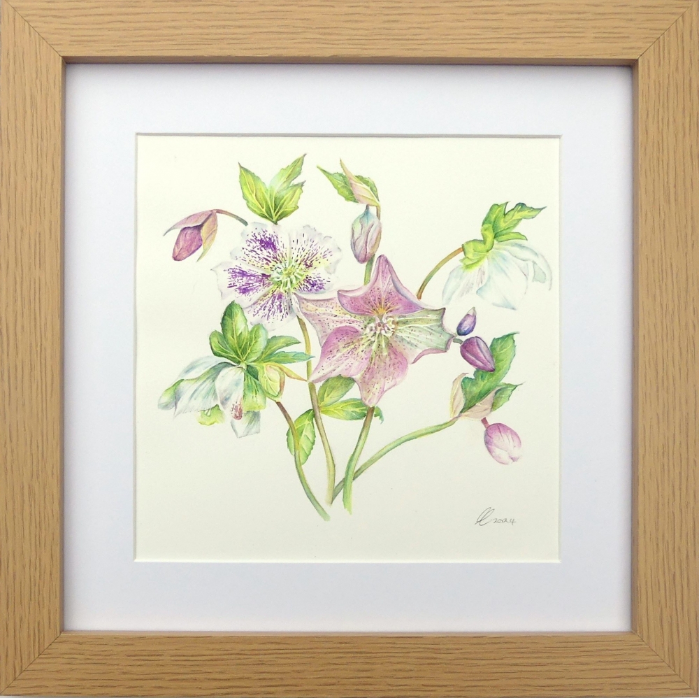 Hellebores - Christmas Rose