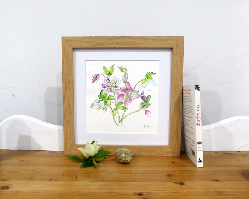 Hellebores - Christmas Rose