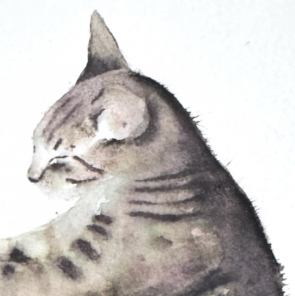 Tabby Cat Curled Up Asleep Framed