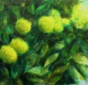 Yellow Peonies