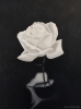 White Rose
