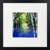 Arrival of Bluebells, Silver Birch Trees framed