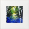 Arrival of Bluebells, Silver Birch Trees framed