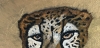 Sad Cheetah