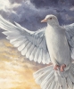 Dove Over Water