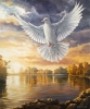 Dove Over Water