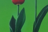 Two Tulips