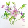 Hellebores - Christmas Rose
