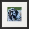 Three sheep framed