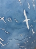 A Sky Full of Gannets