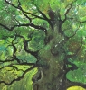 One Old Oak tree