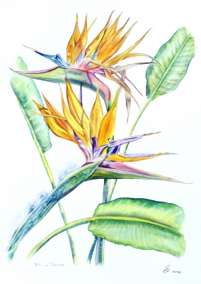Bird Of Paradise Flowers