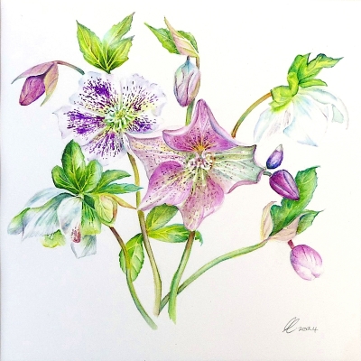 Hellebores - Christmas Rose