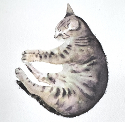 Tabby Cat Curled Up Asleep Framed