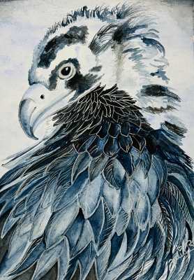 Majestic Eagle