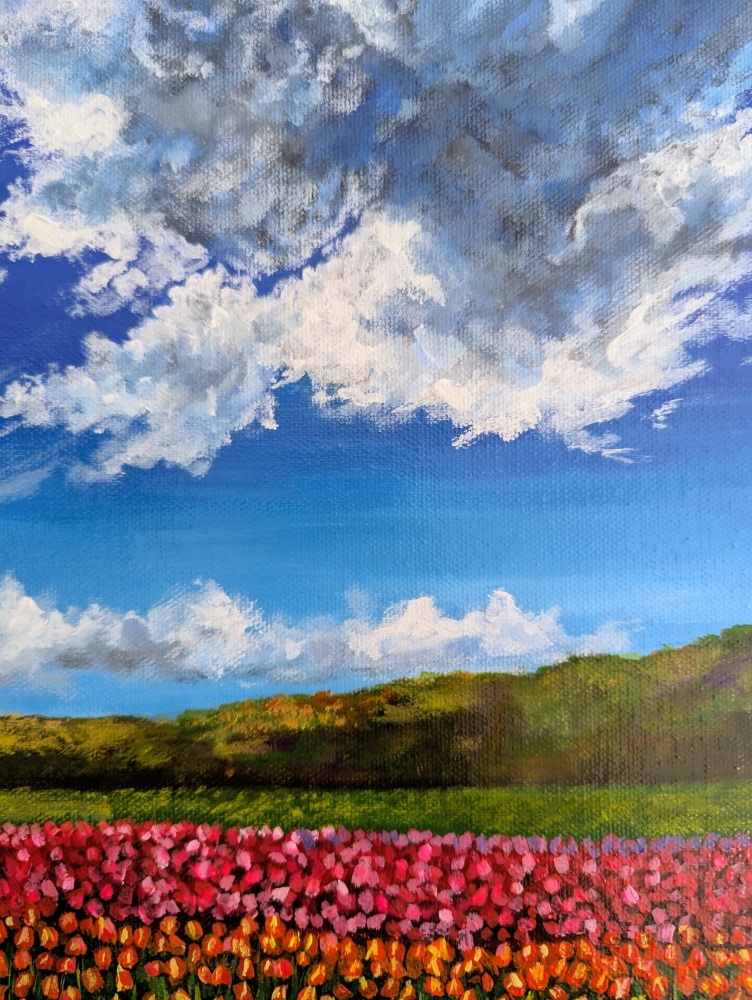 Colourful Field Of Tulips 