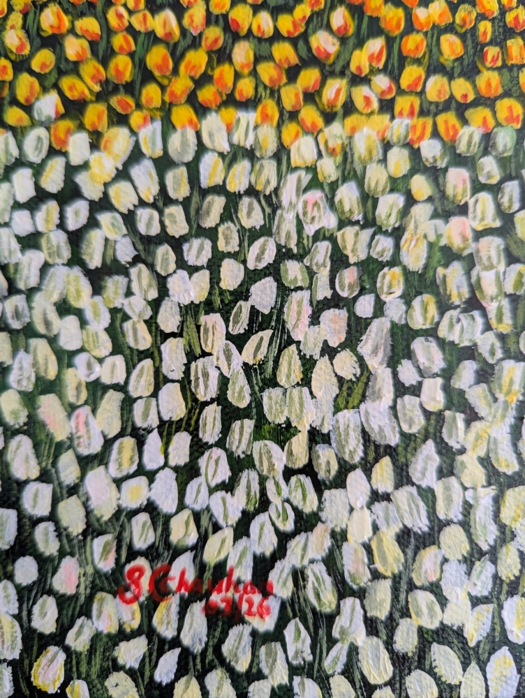 Colourful Field Of Tulips 