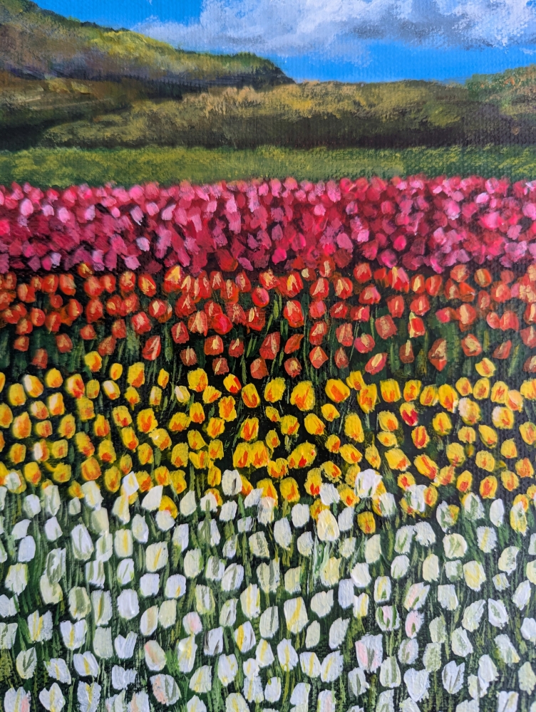 Colourful Field Of Tulips 