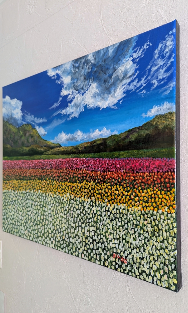 Colourful Field Of Tulips 