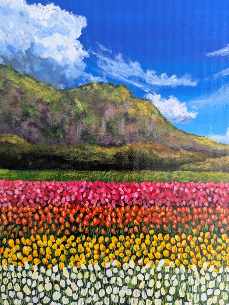 Colourful Field Of Tulips 